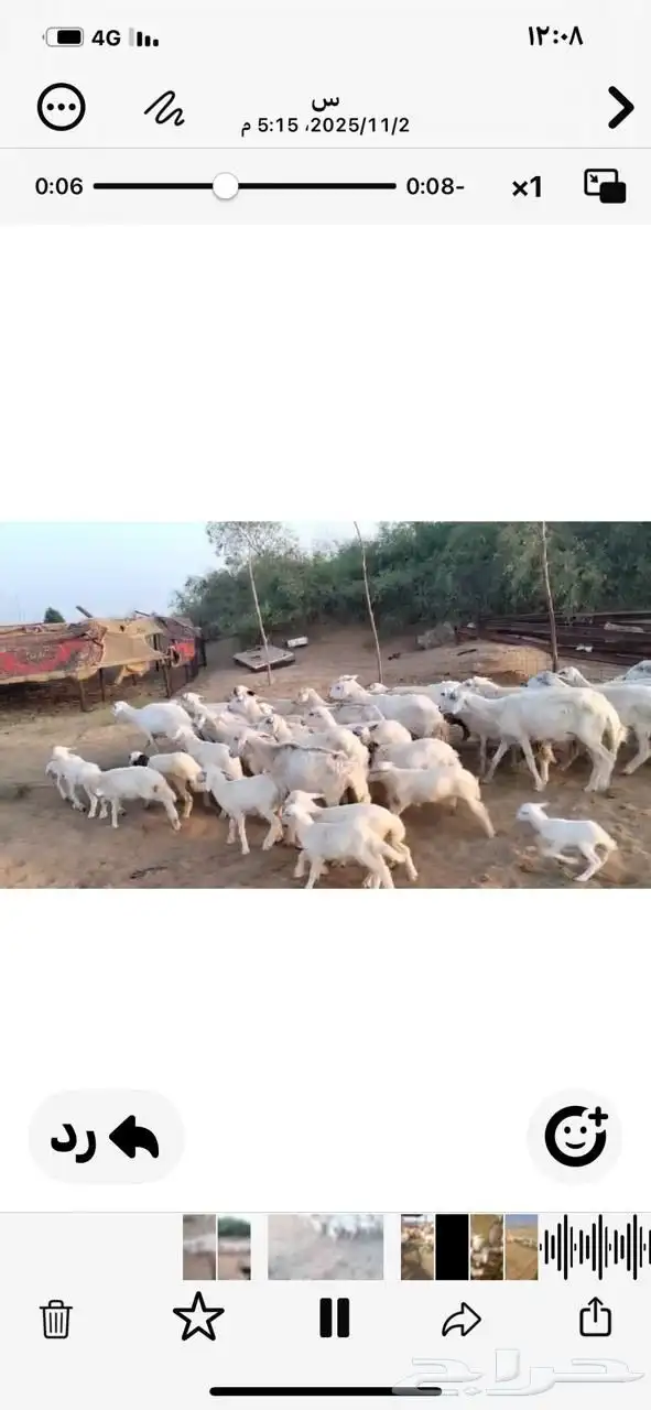 55راس مع 29 بهم شرق عسيلة 1