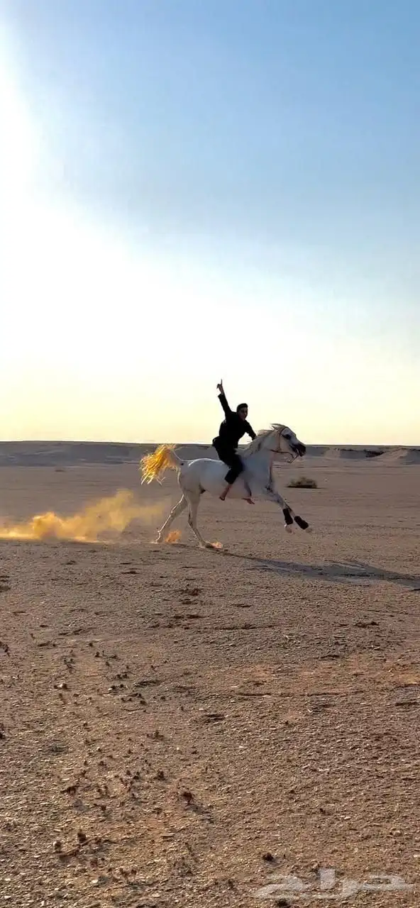 فرس من نوادر الشعبي 3