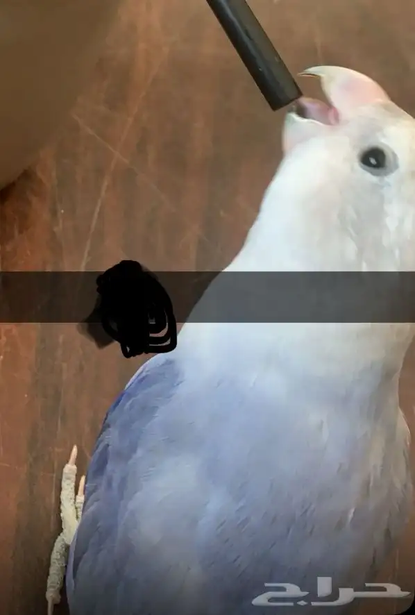 عصفور ضايع 100 ريال الي يلاقيه نوع العصفور روز لون ازرق 1