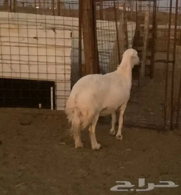 نعجة حايل شحم فل 1