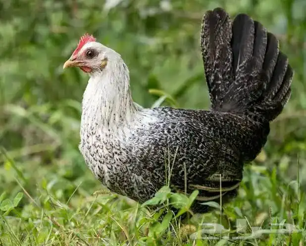 قروب بيض بلدي دجاج للحم دجاج بلدي في مكة المكرمة 2