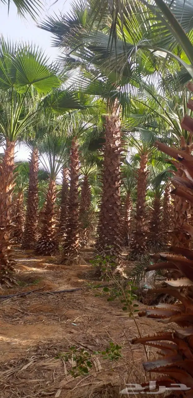 العنوان شقراء ونسا ح 16