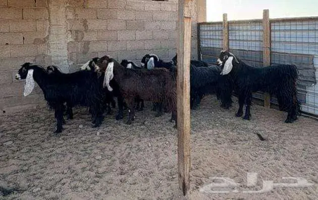 ماعز للبيع 3