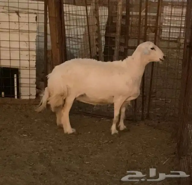 نعجة حايل شحم فل 0