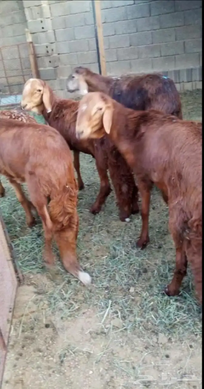 طليان ذبايح سواكن ورفيديات وحريات رقم واحد 23