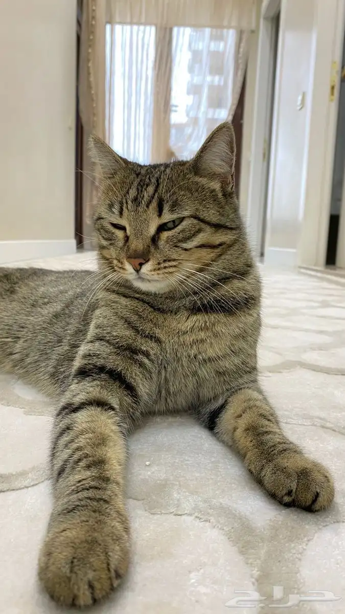 قط للتبني 1