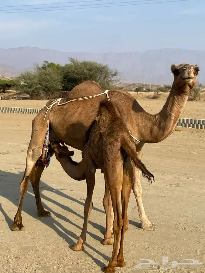 ناقه للبيع خلفه 0