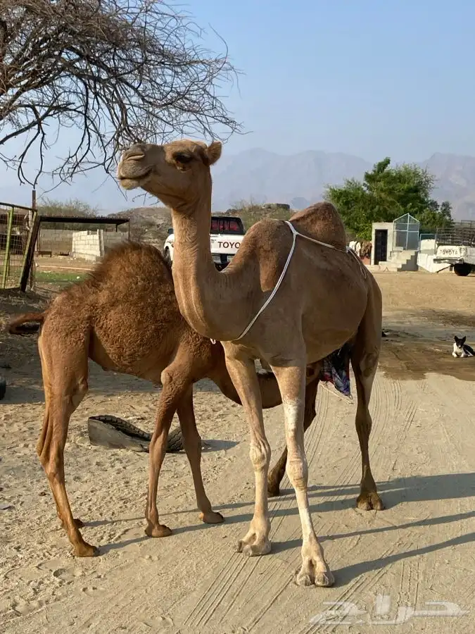 ناقه للبيع خلفه 3