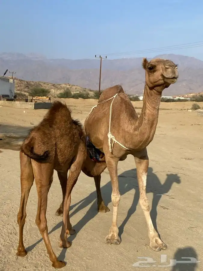 ناقه للبيع خلفه 1