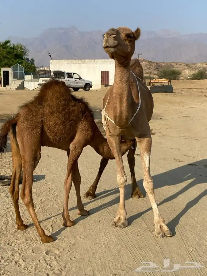 ناقه للبيع خلفه 2