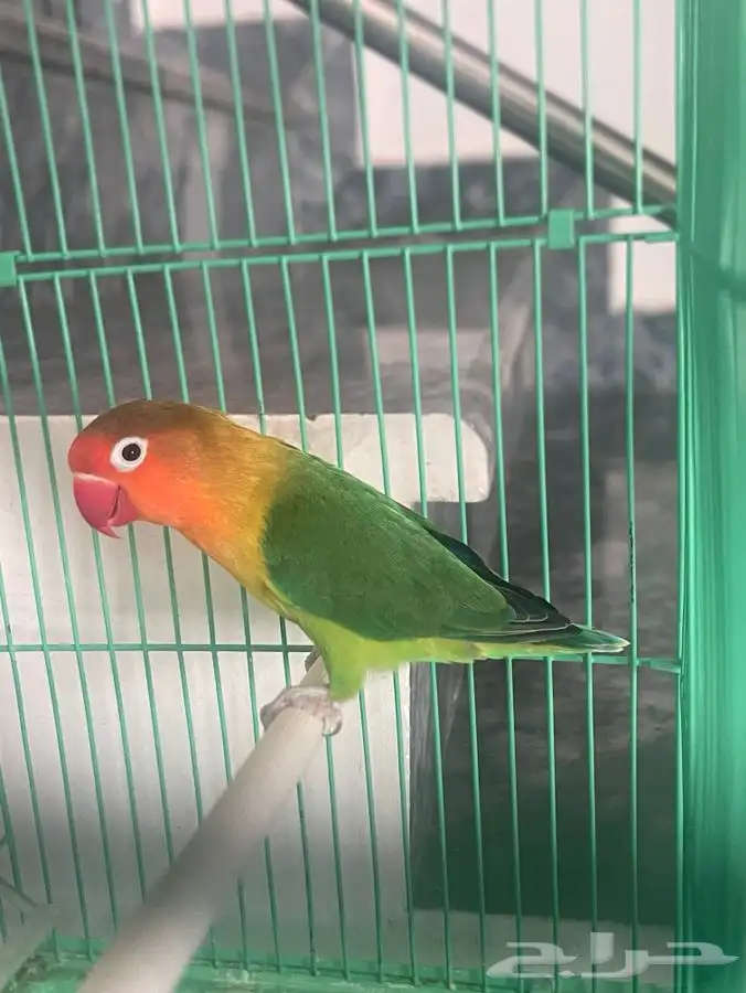 3 طيور 2 روز 1 فيشر طقطق 0