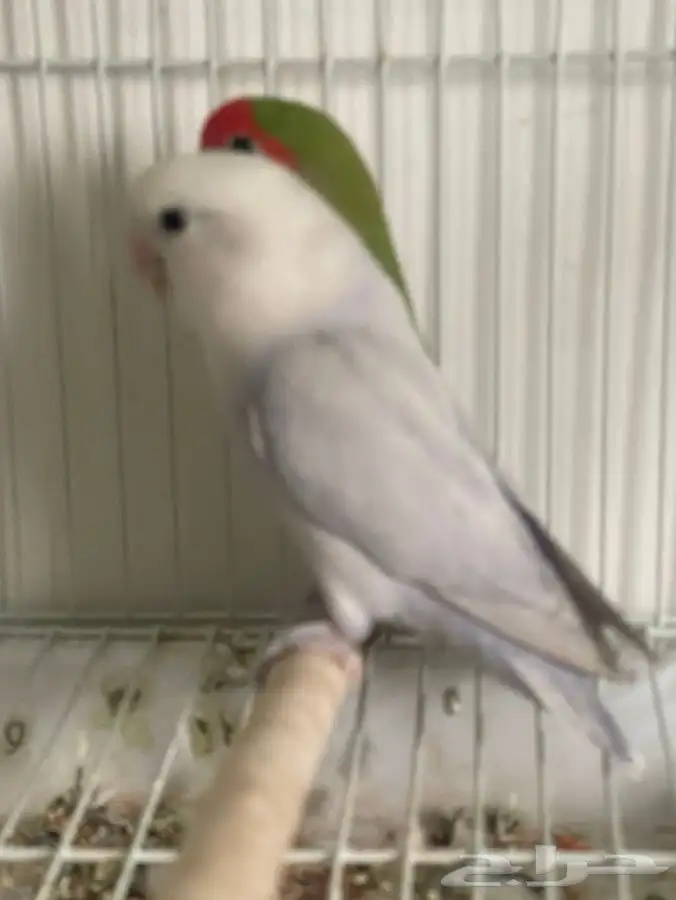 3 طيور 2 روز 1 فيشر طقطق 1