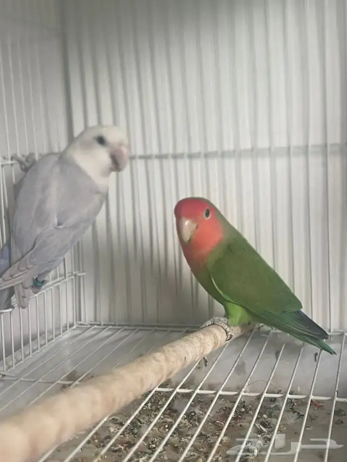 3 طيور 2 روز 1 فيشر طقطق 3