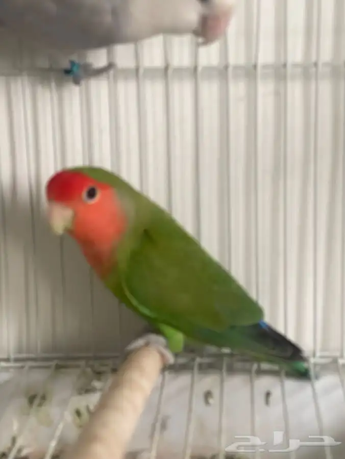 3 طيور 2 روز 1 فيشر طقطق 2