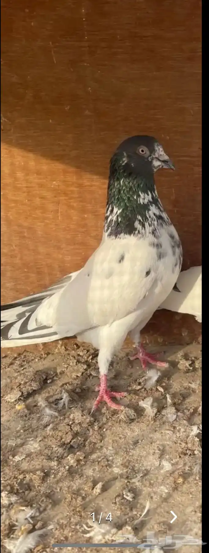 زوج باكستاني بيور 4