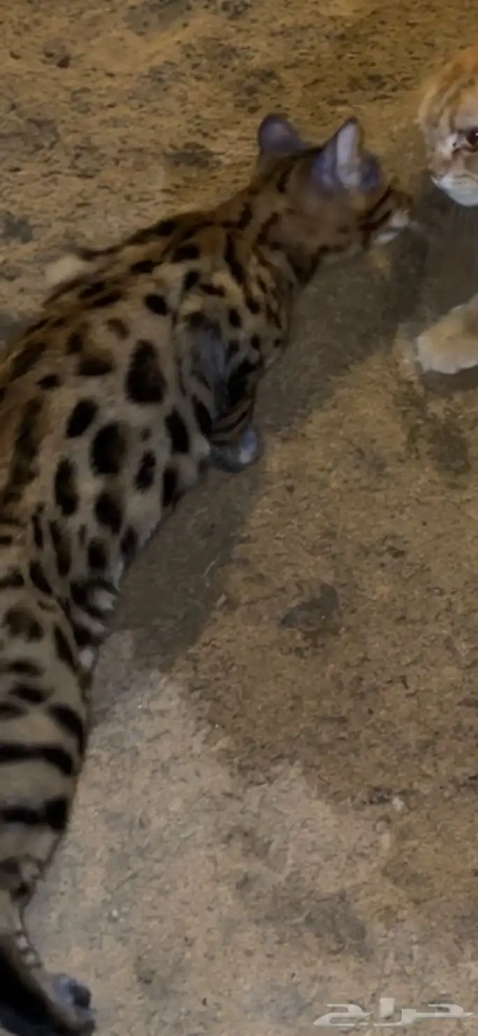 قط بنغالي ذكر 2