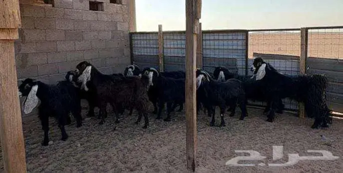 ماعز للبيع 4