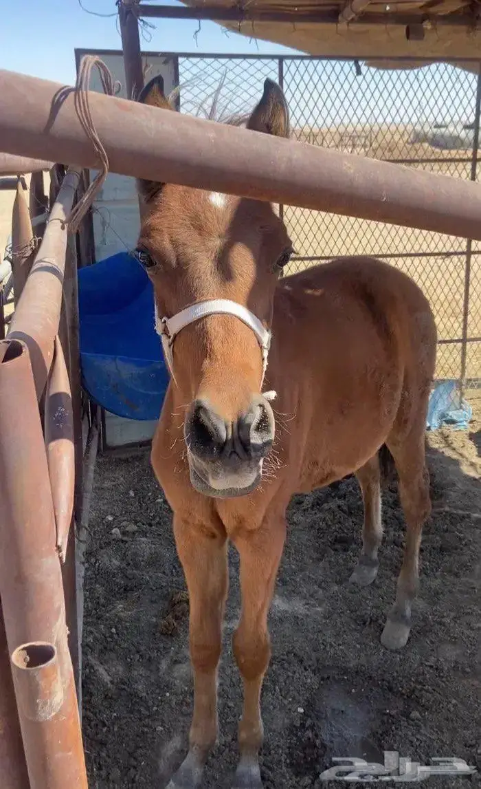 للبيع حصان 0