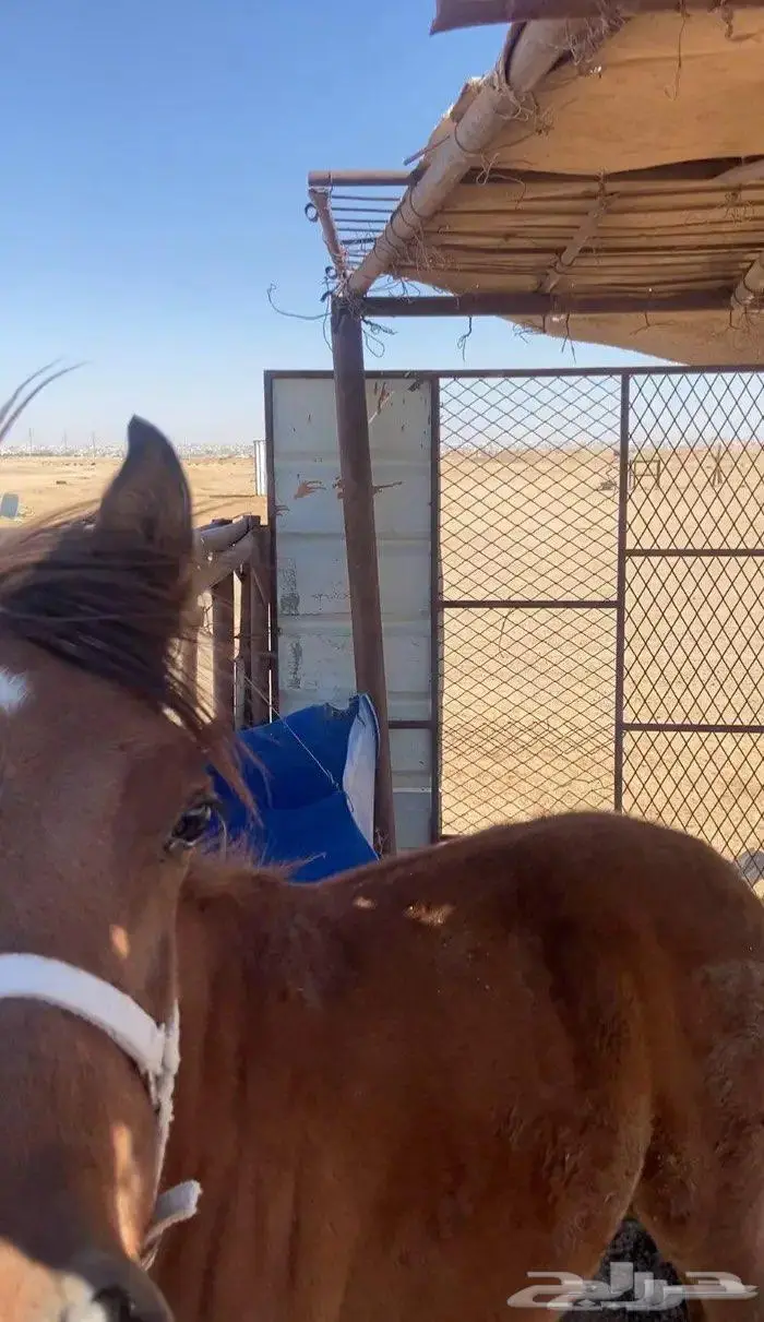 للبيع حصان 1