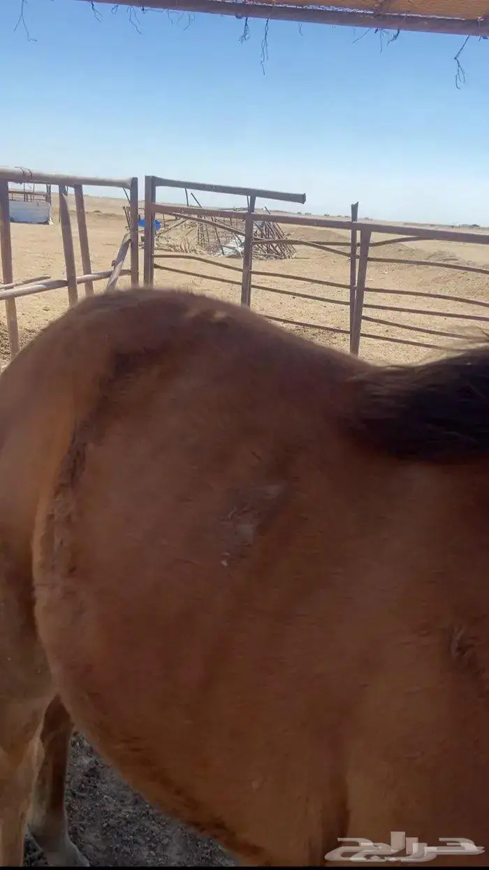 للبيع حصان 3