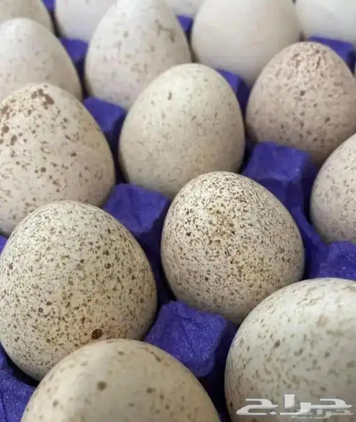 بيض رومي مخصب ملون 0
