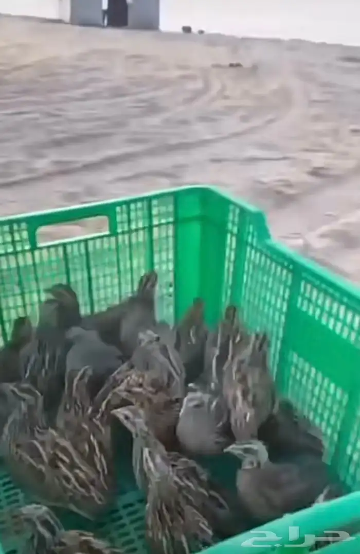 مطلوب سمان فري البري المهاجر للبيع ف الاحساء 0