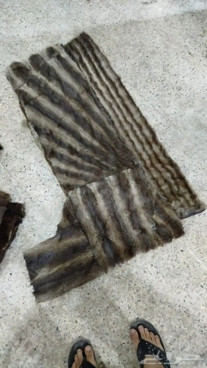 فروة طفيلي سعر مميز وجودة عالي ملبس الملوك 10