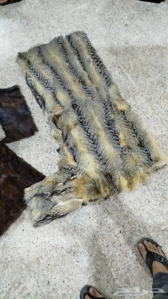 فروة طفيلي سعر مميز وجودة عالي ملبس الملوك 7