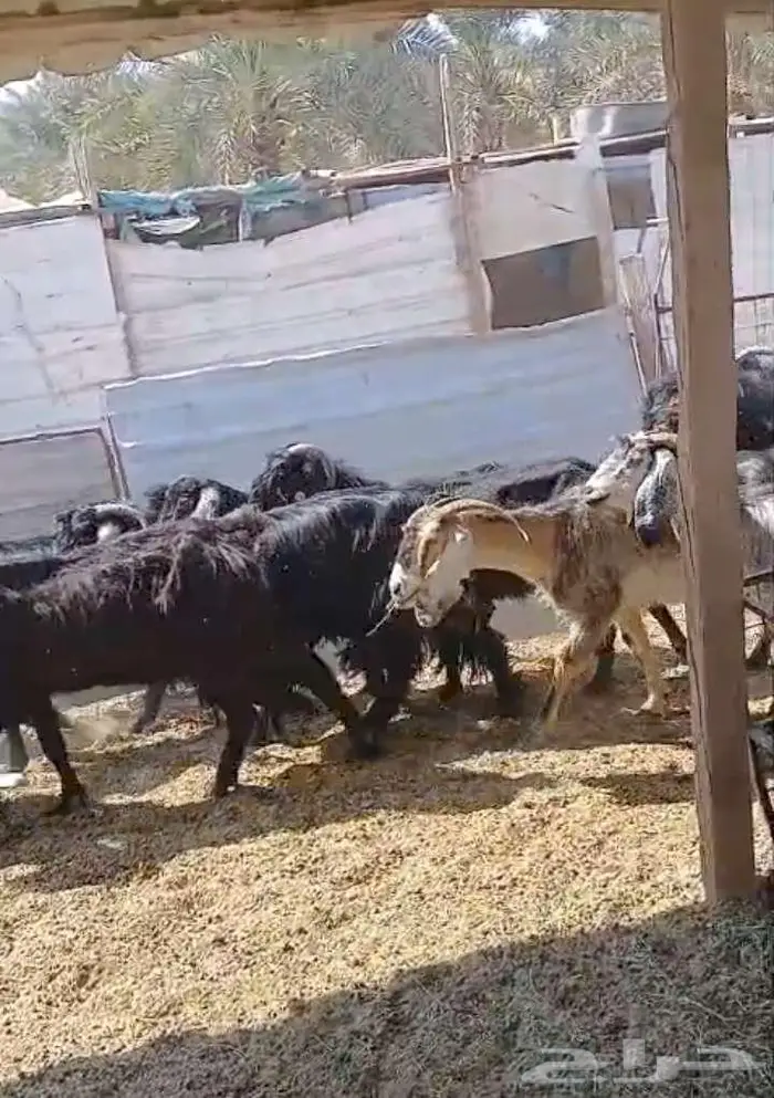 مراح عوارض وحبش 2