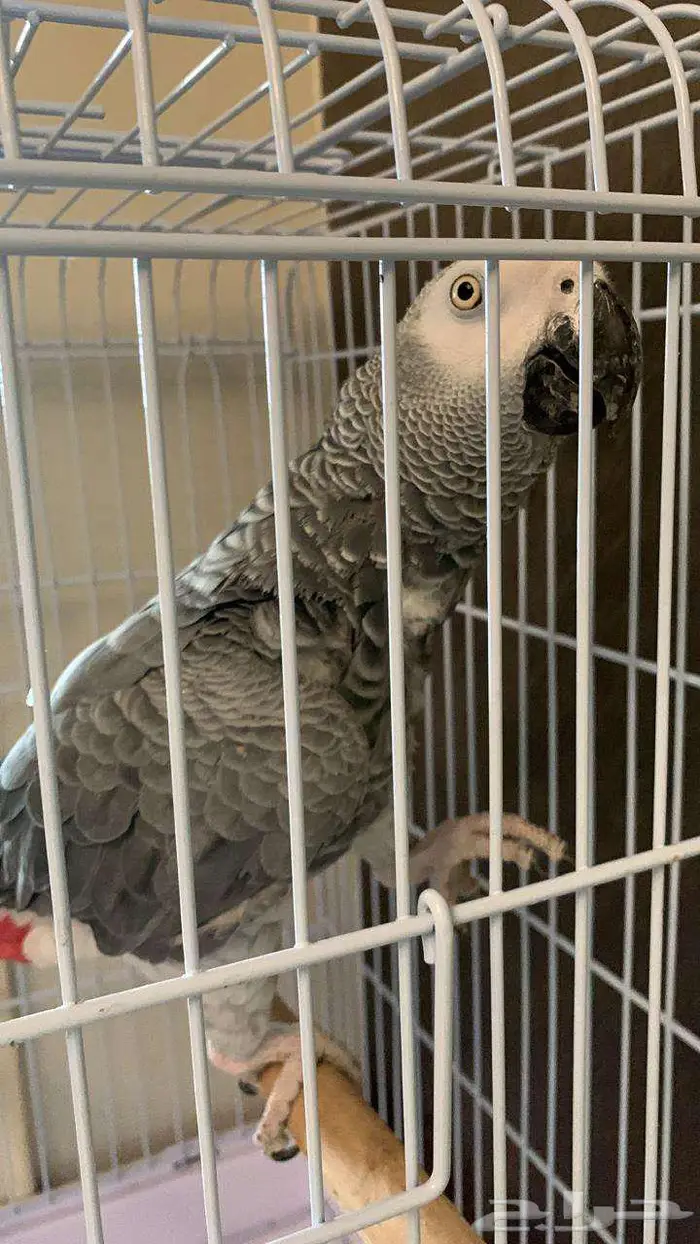 ببغاء كاسكو 1