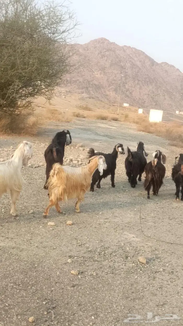 تيس عارضي فحل 1