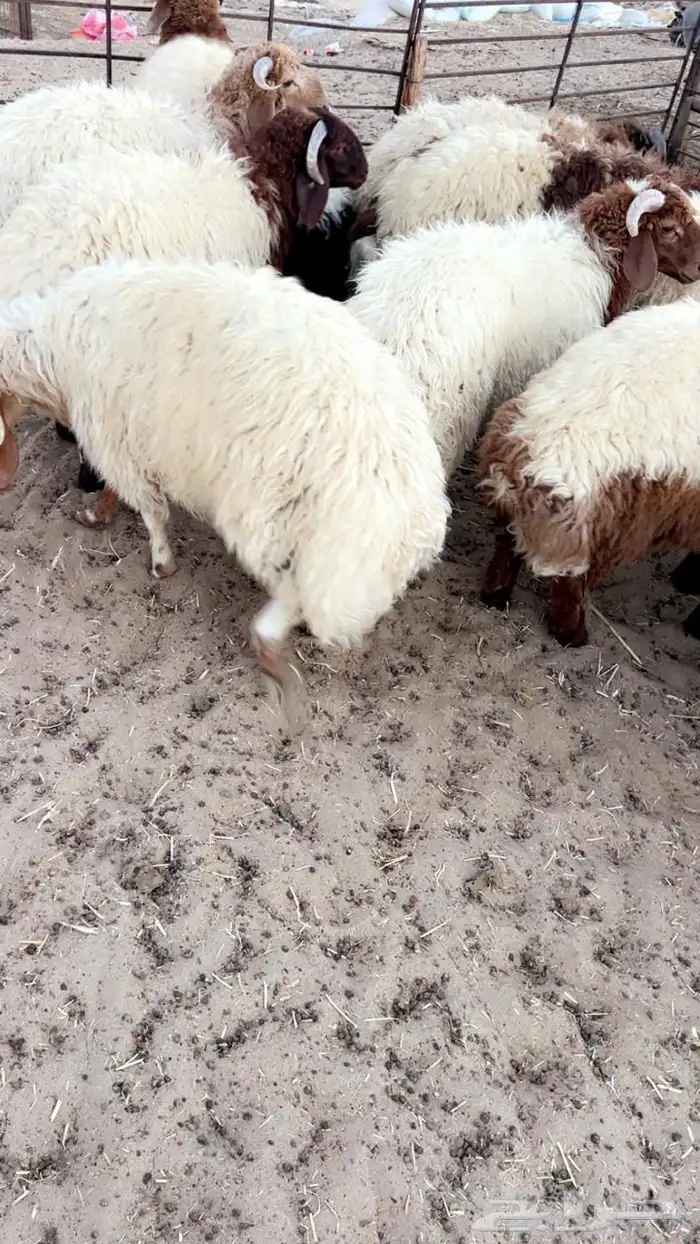 جميع انواع الذبايح يوجد سلخ وتوصيل 7