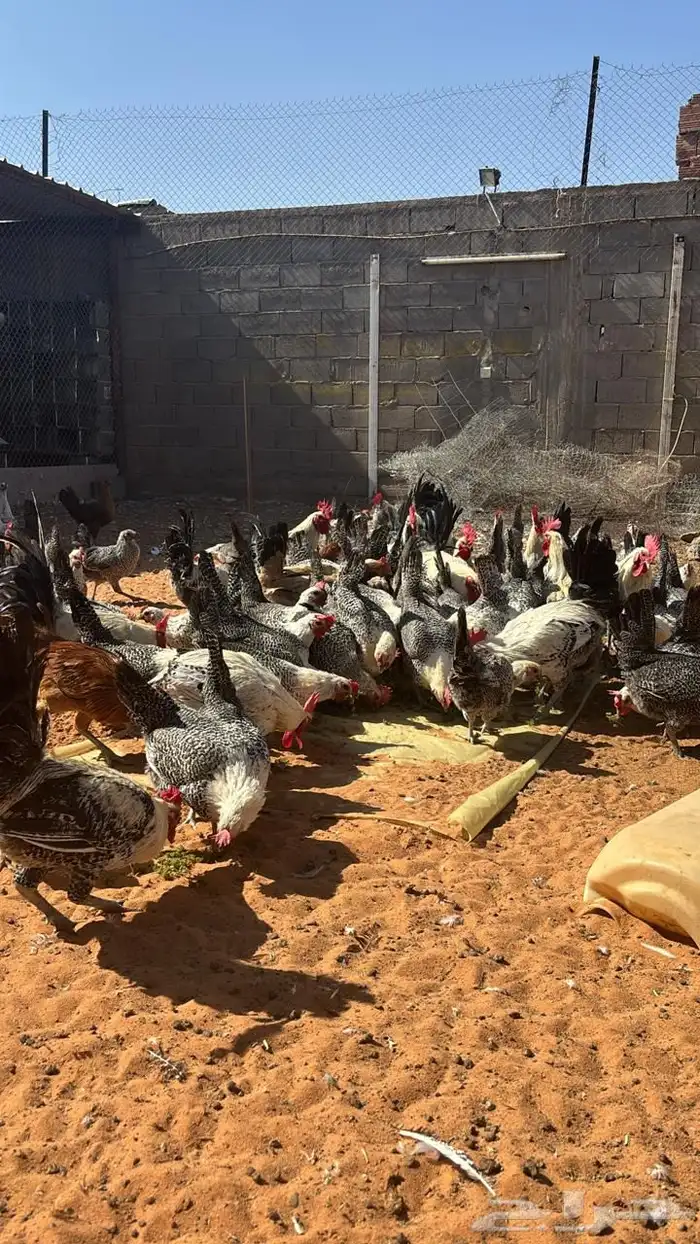 دجاج بياض فيومي 0