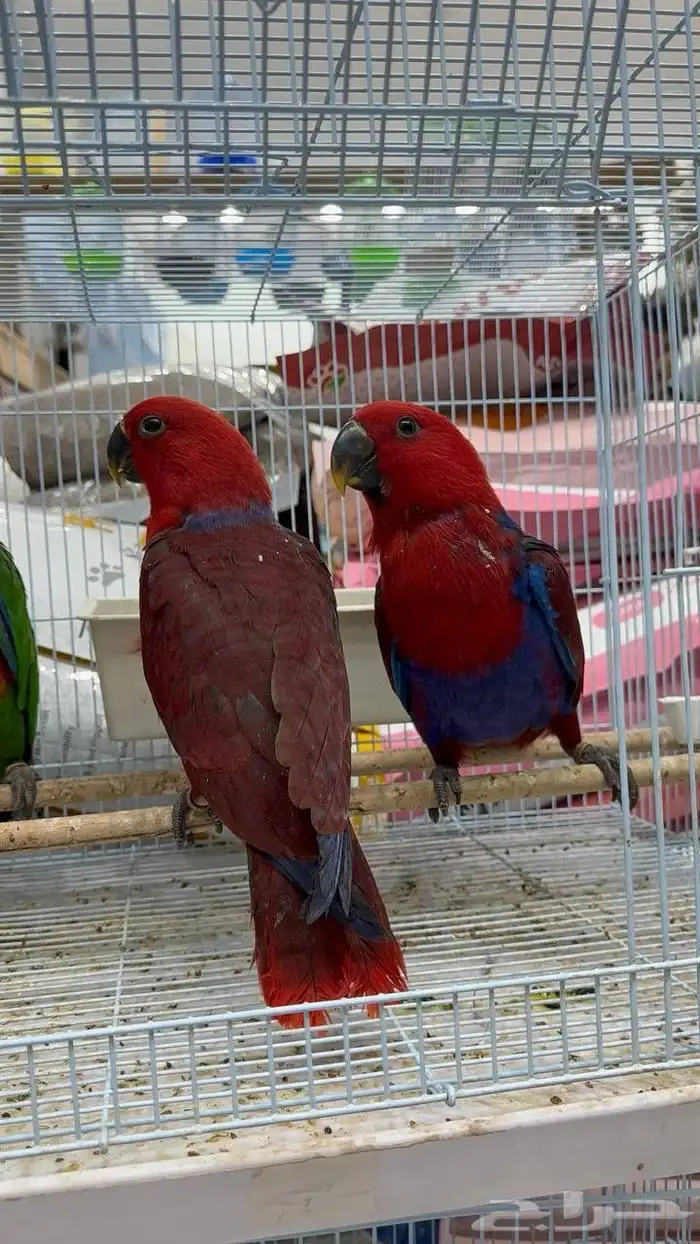 كاسكو - قالا - اكلكتوس - بلوفرنتد - صن كنيور 1