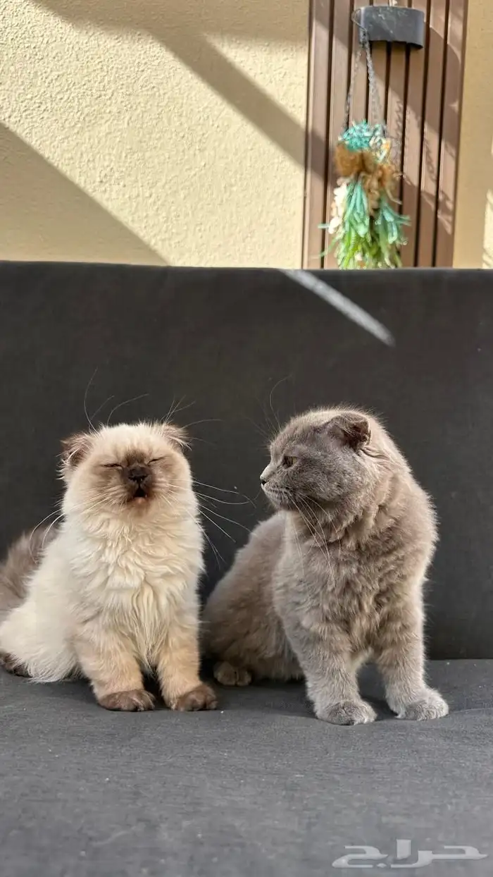 قطة للبيع سكوتش فولد وهملايا 4