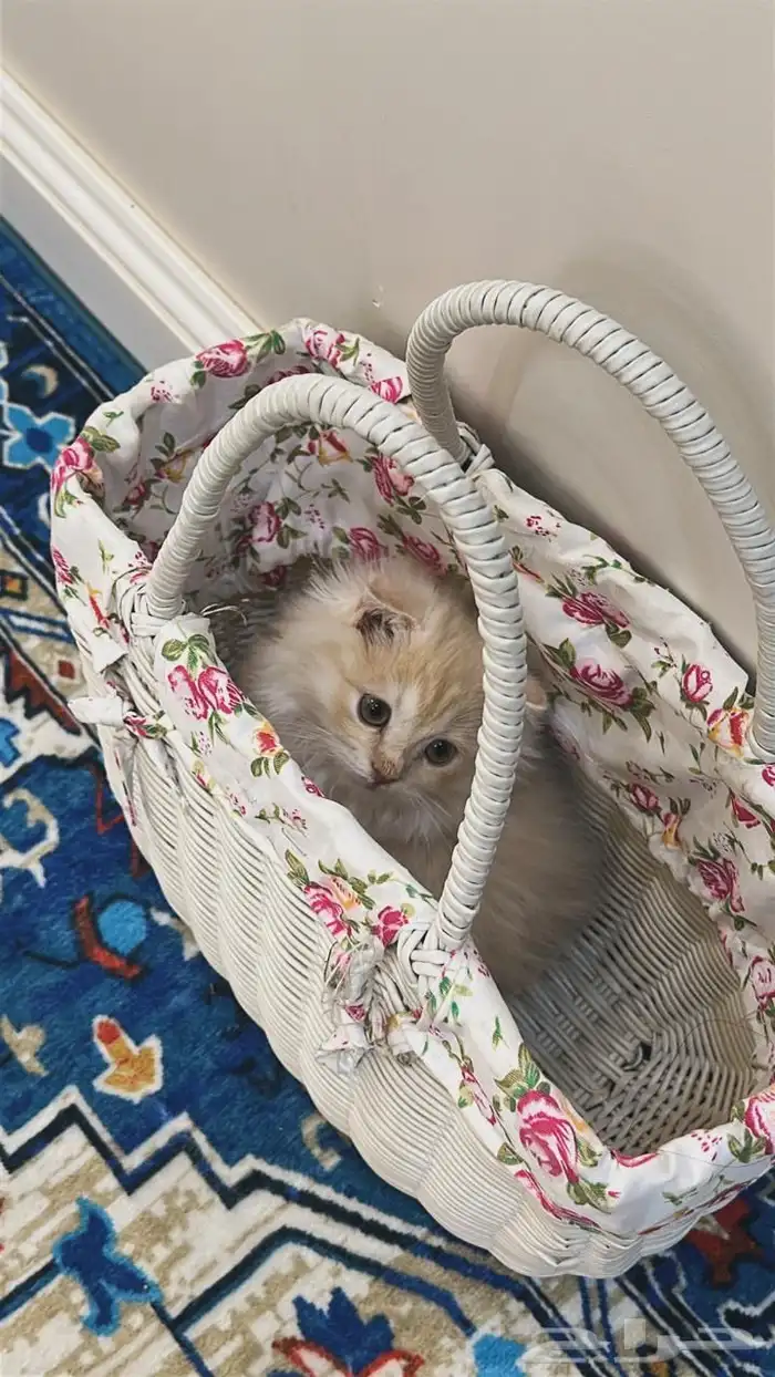 قطة سكوتش فلو عمرها 3 شهور ونص 0