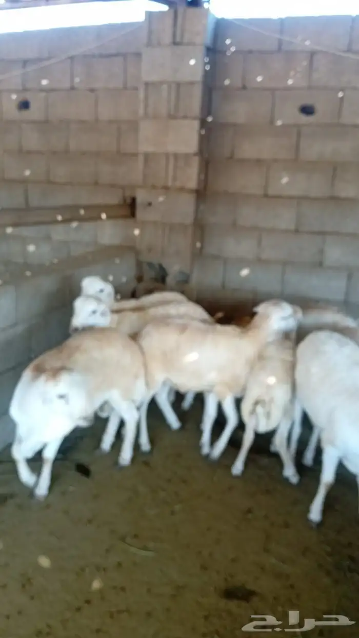 طليان سواكن ورفيديات وحريات كاش او دفعات بأسعار تنافسية جدا 9