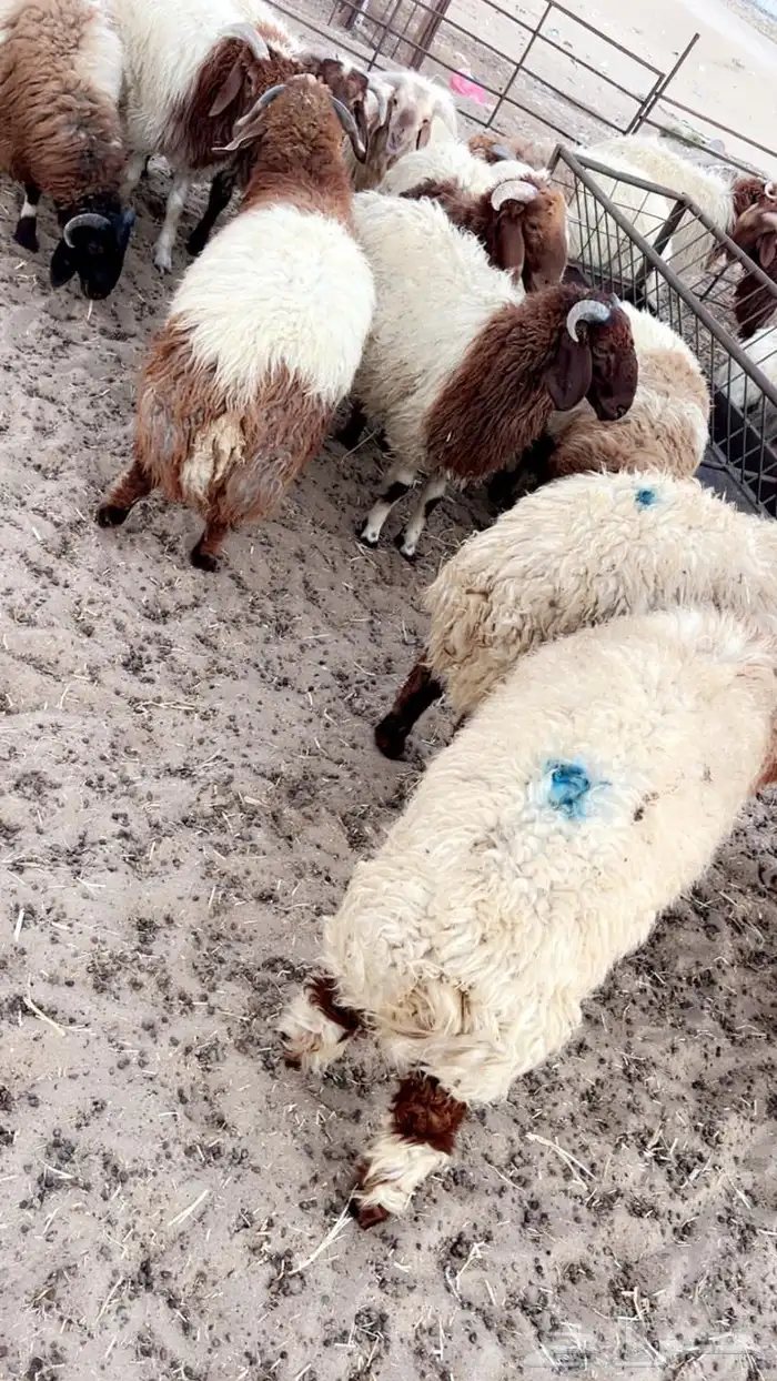 جميع انواع الذبايح يوجد سلخ وتوصيل 8