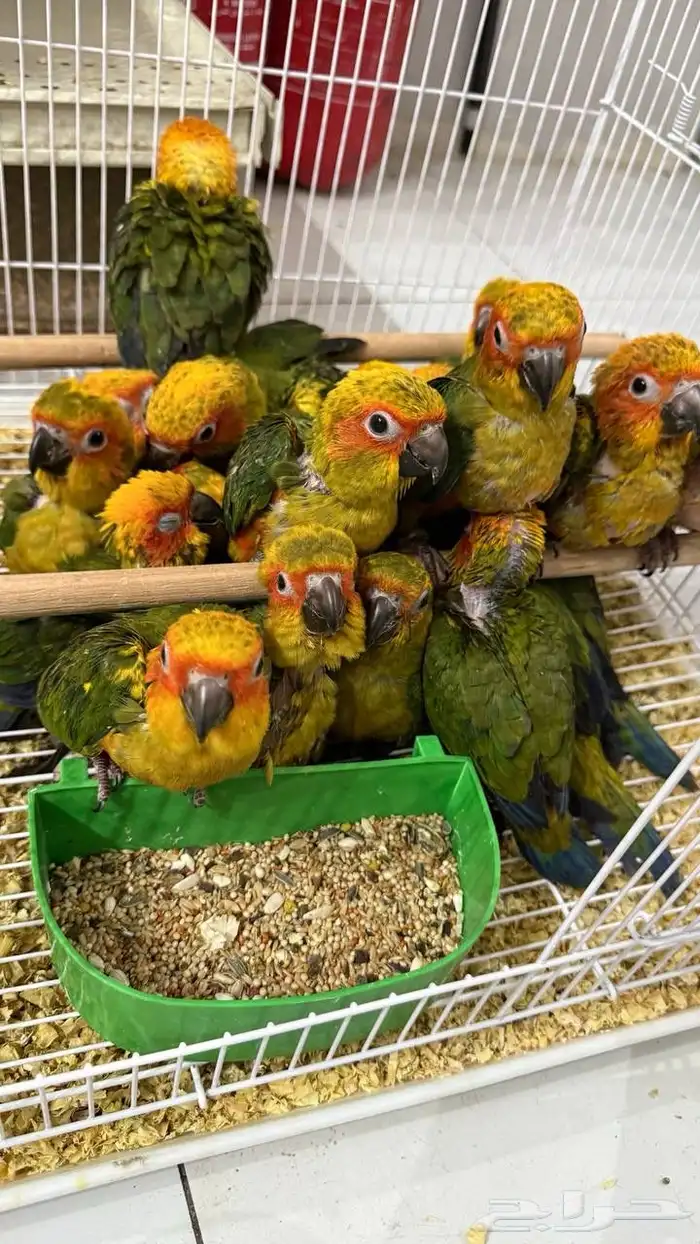 كاسكو - قالا - اكلكتوس - بلوفرنتد - صن كنيور 4