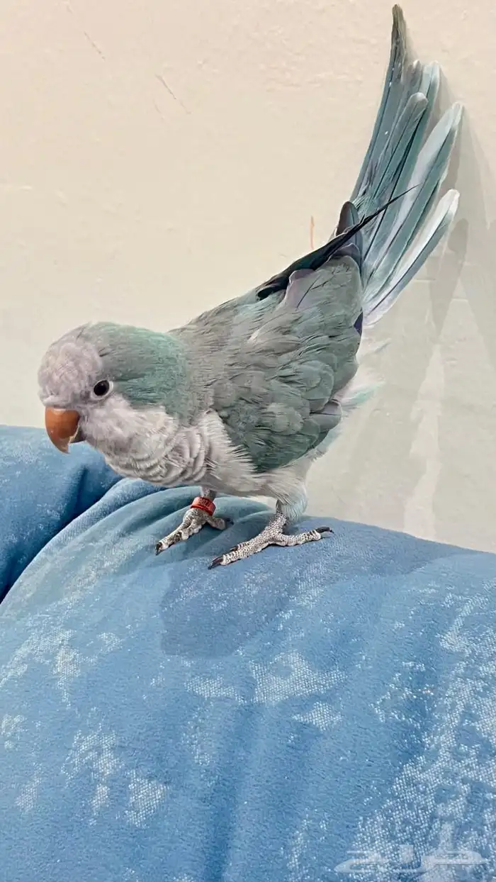 ابحث عن انثى كويكر 0