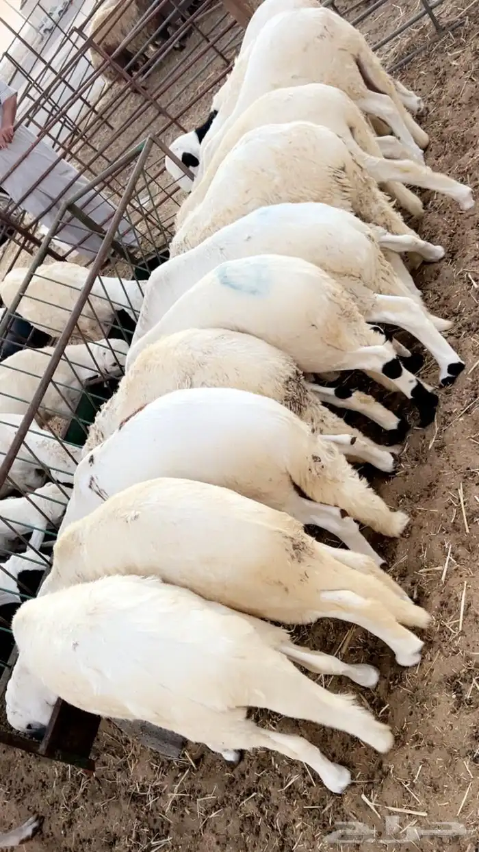 جميع انواع الذبايح يوجد سلخ وتوصيل 0