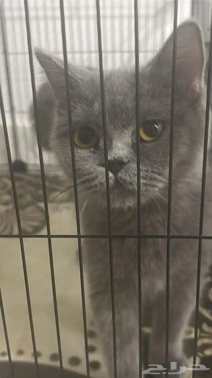 سكوتش ستريت 1