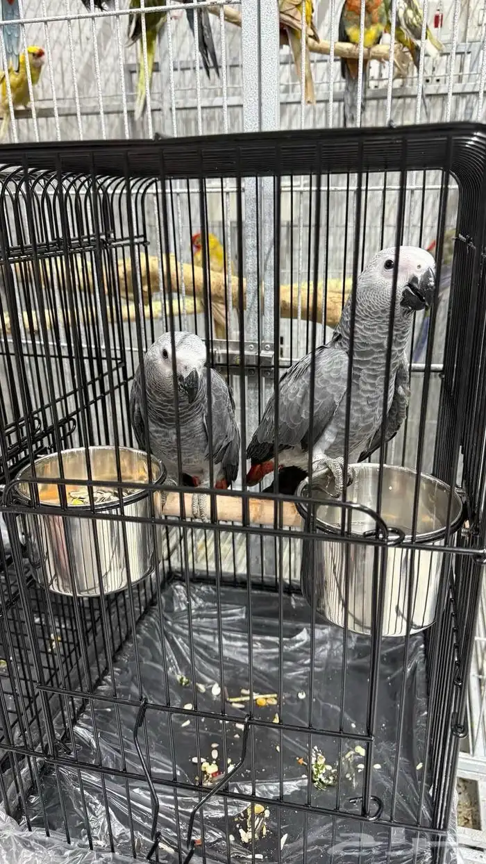 كاسكو - قالا - اكلكتوس - بلوفرنتد - صن كنيور 3