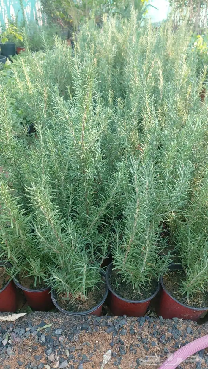 شتلات ورد عطريات 1