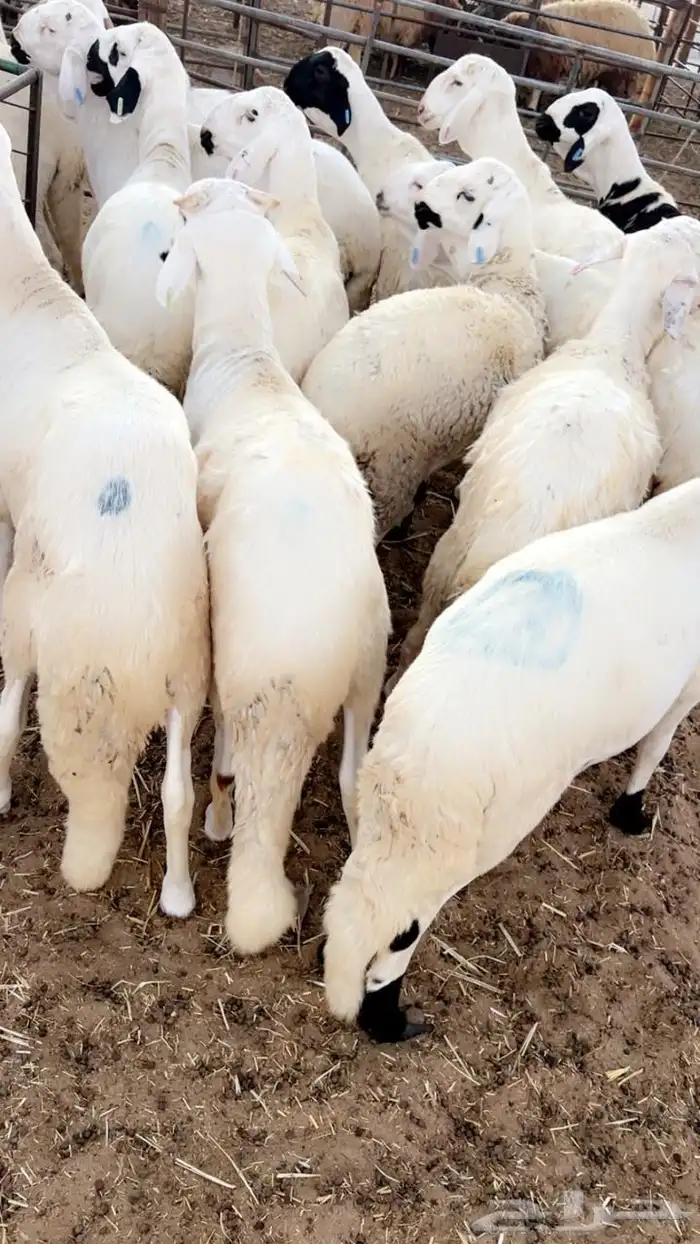 جميع انواع الذبايح يوجد سلخ وتوصيل 1