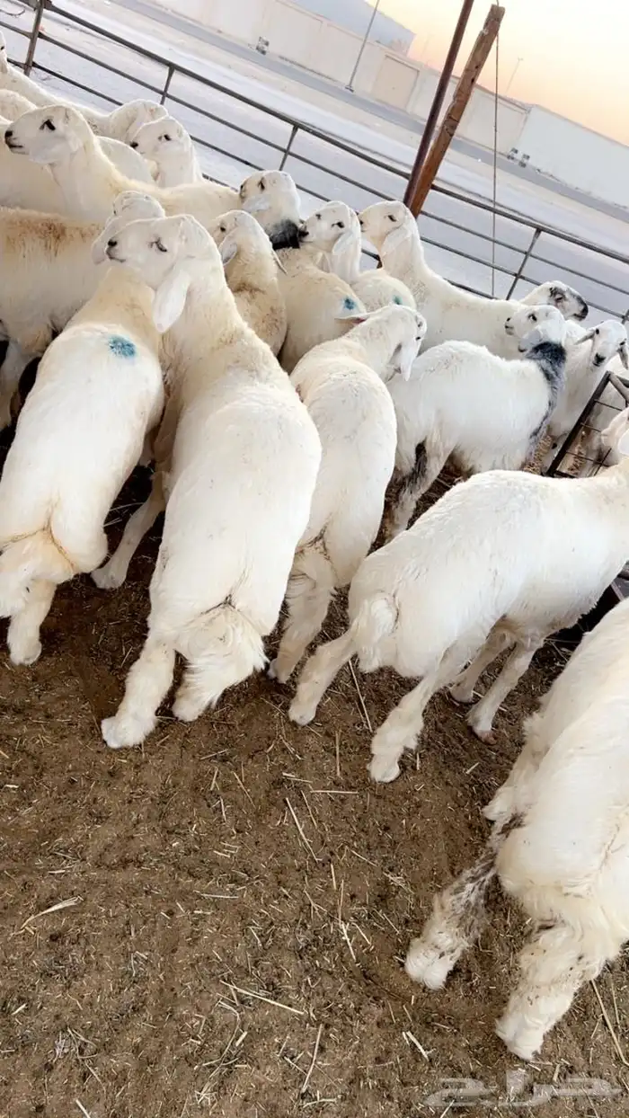 جميع انواع الذبايح يوجد سلخ وتوصيل 13