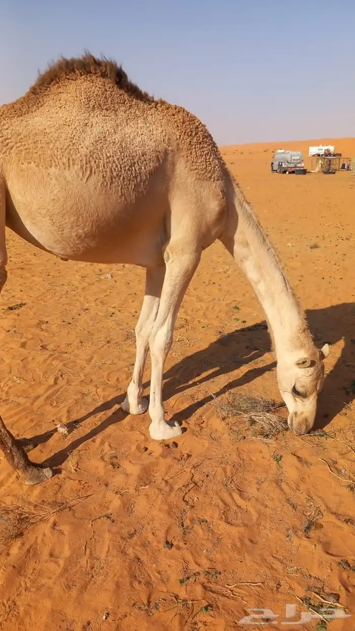 للبيع بكره حقه 0