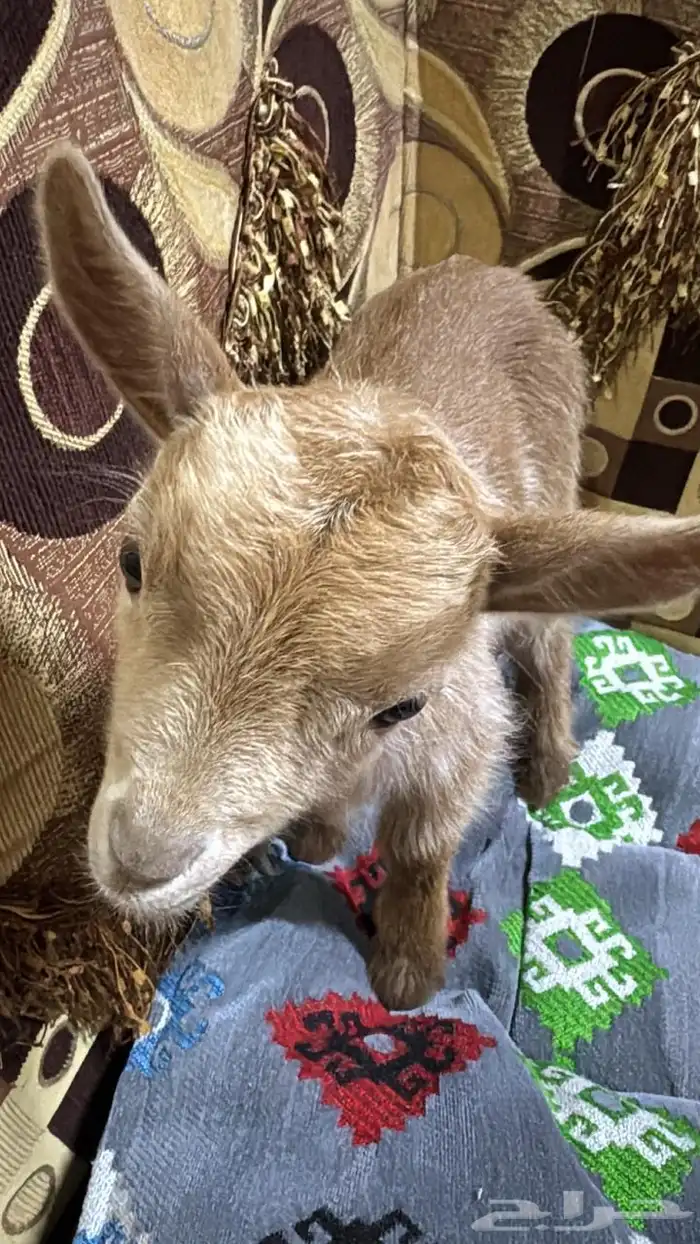 تيس قزمي ( تشيكي   امريكي ) 0