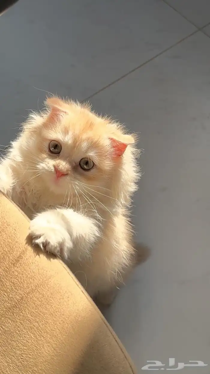 قطة سكوتش فلو عمرها 3 شهور ونص 2