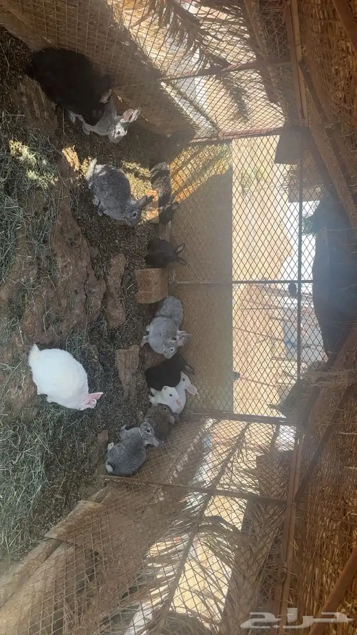ارانب للبيع 1